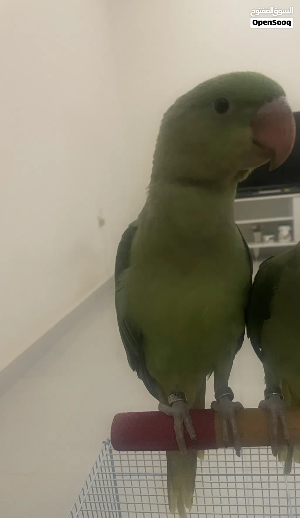 ببغاء نيبالي