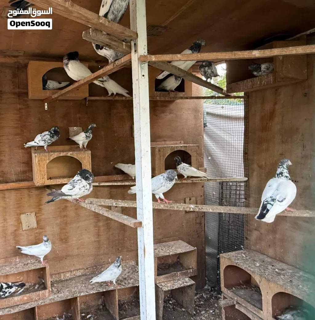 Many varieties pigeon available Al Zubair