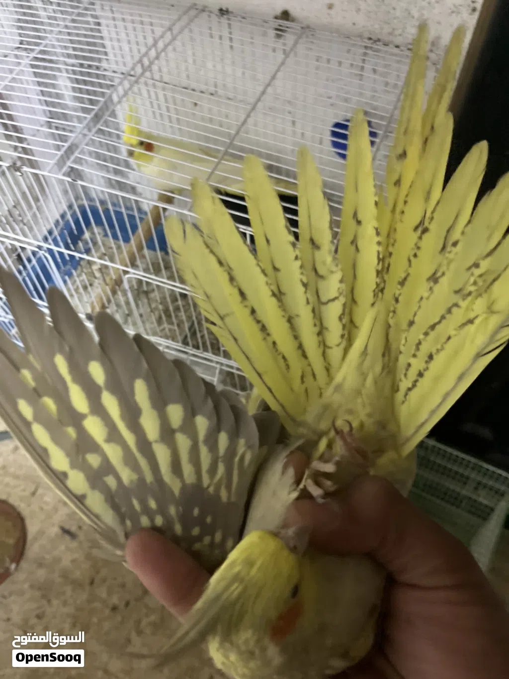 جوز كوكتيل اقرا الوصف