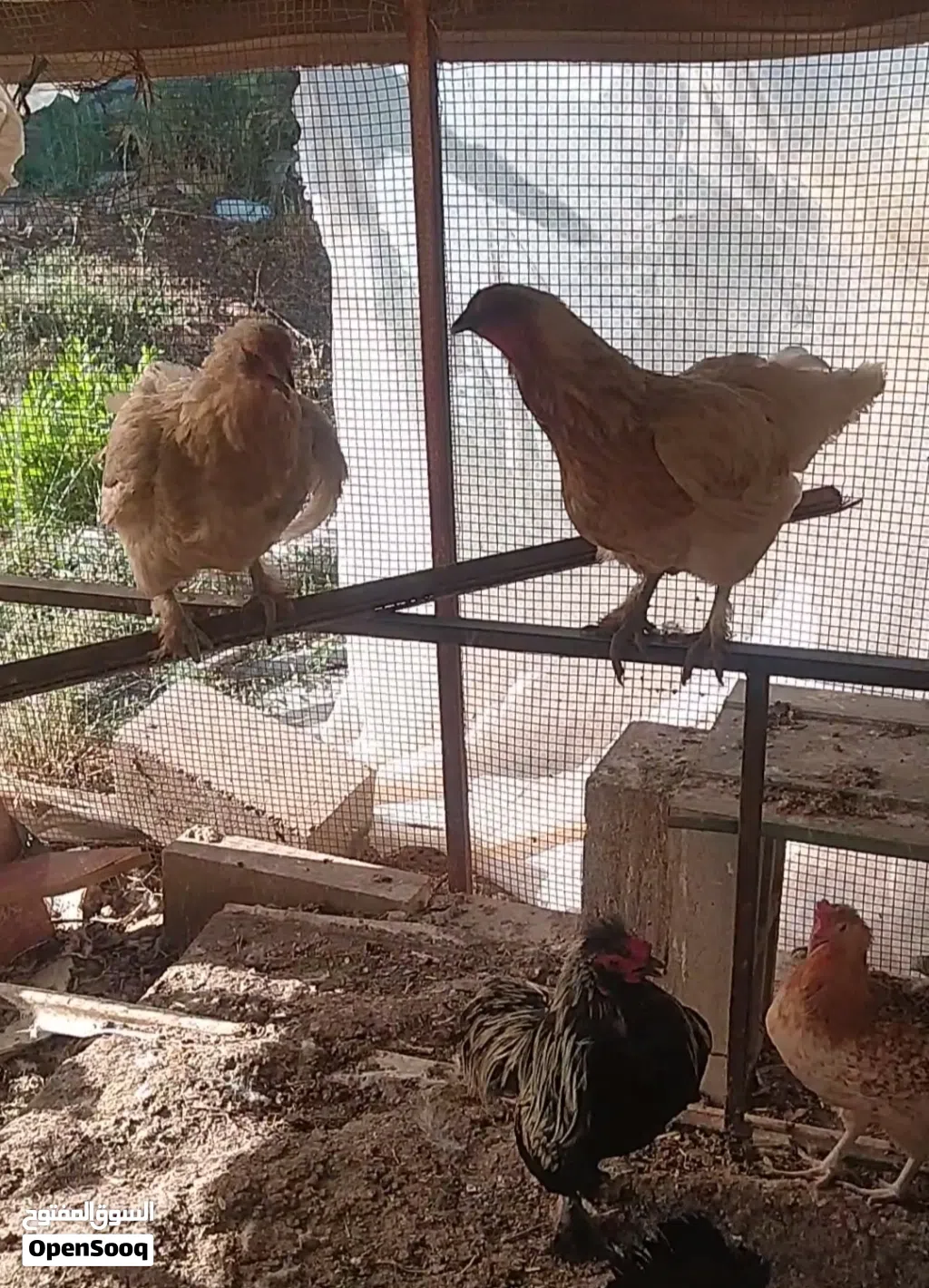 دجاج للبيع