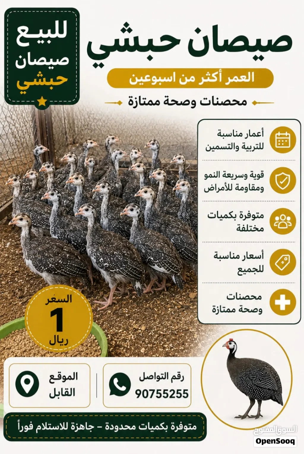 للبيع صيصان حبشي ( كانجا )