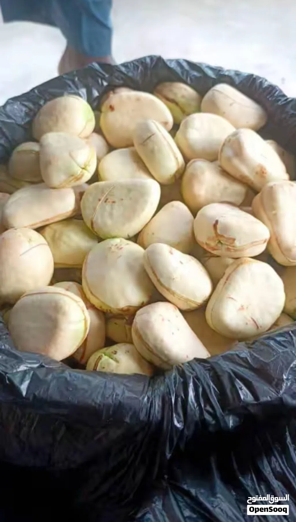 ثمار الكولا القيرو