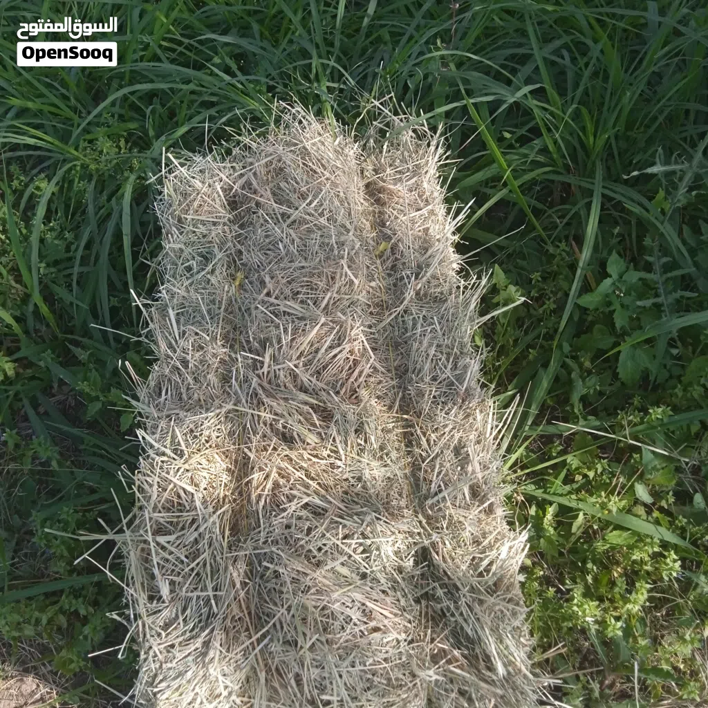 برايد حشيش للبيع ربط كبار ونعيم
