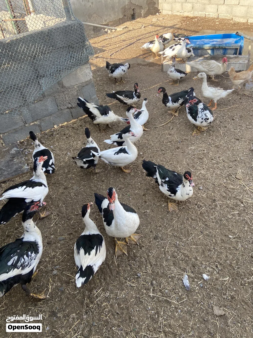بط مصري منتج للبيع