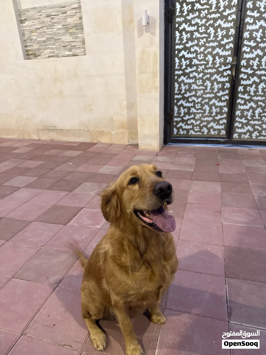 جلبه منتجه عمرها ثلاث سنوات
