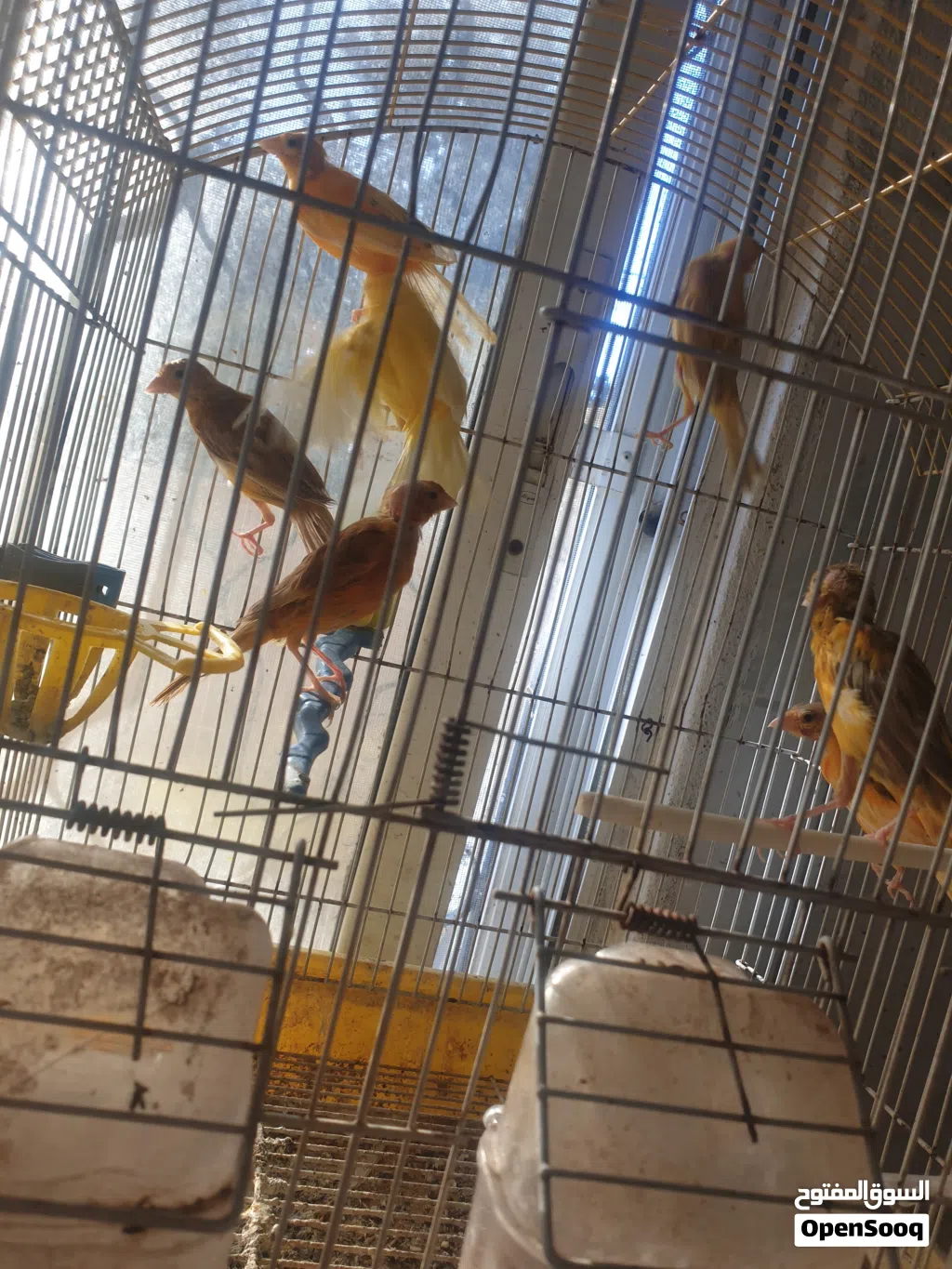 طيور كناري