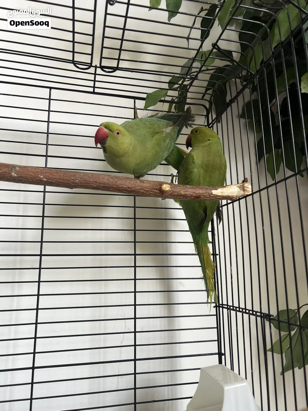 ببغائين دره للبيع مع قفص green idian green parrot pair