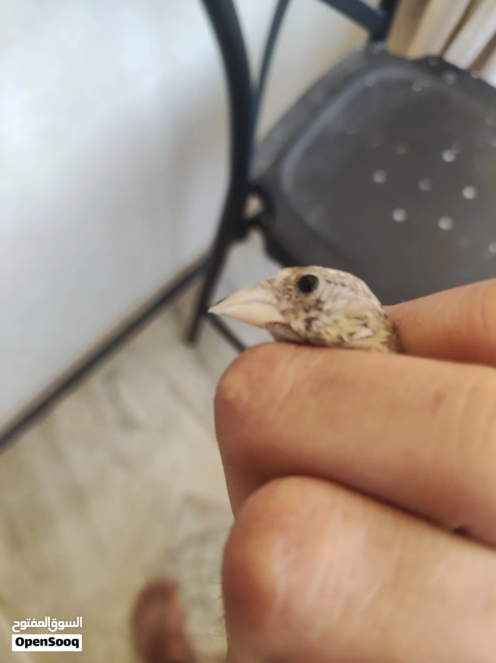 فرخ جغل دكر لبيسمع وبيكسب