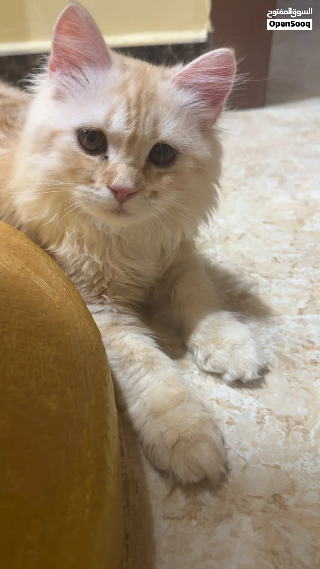 قطة للتبني