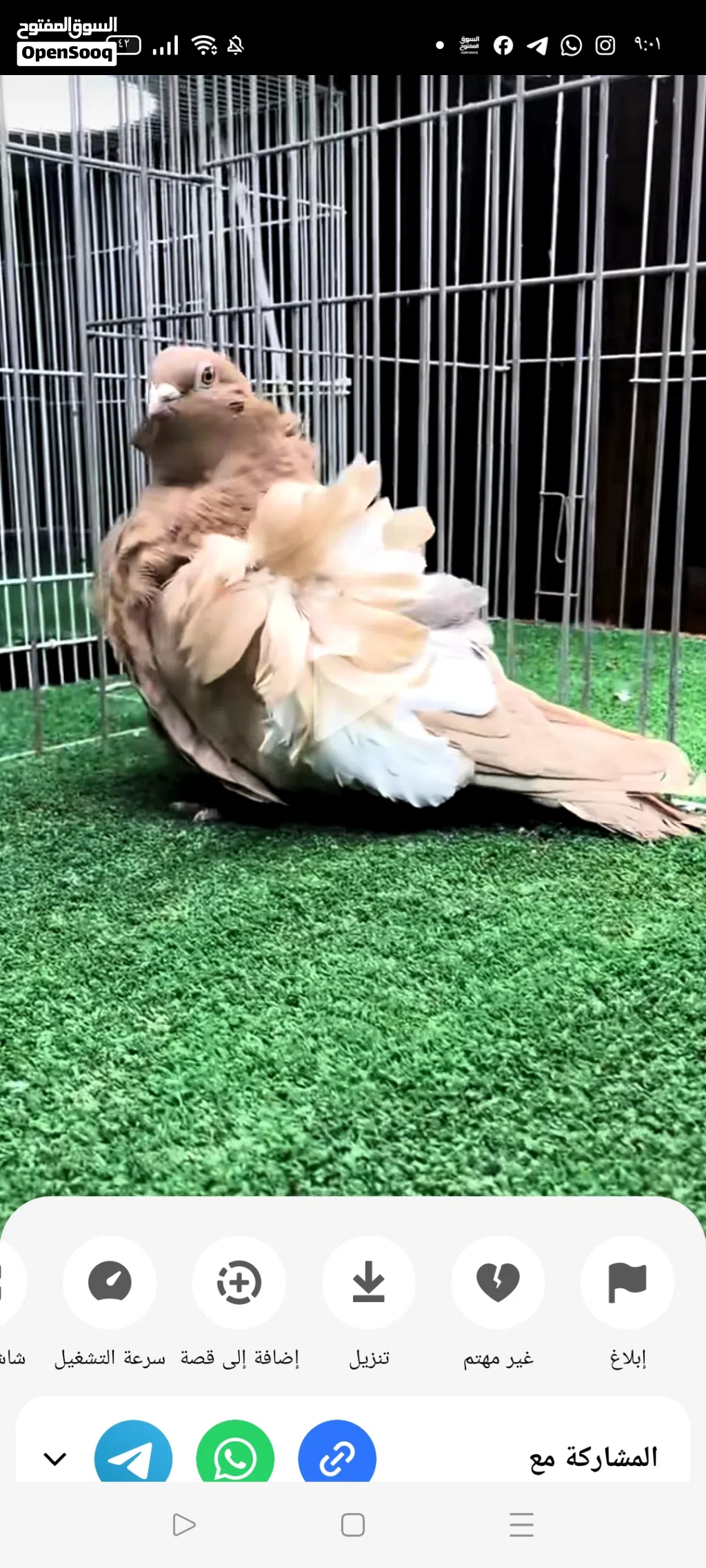 سلام عليكم مطلوب فحل كشكي بسعر مناسب