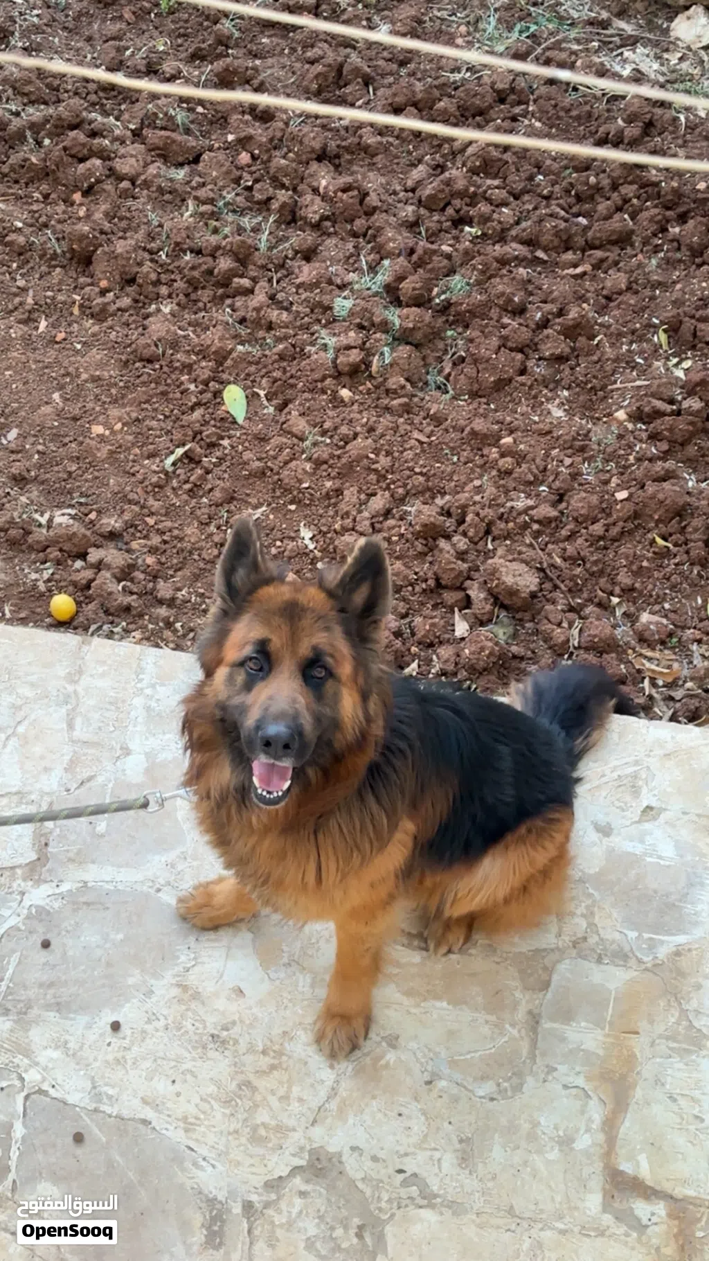 جيرمان شيبرد