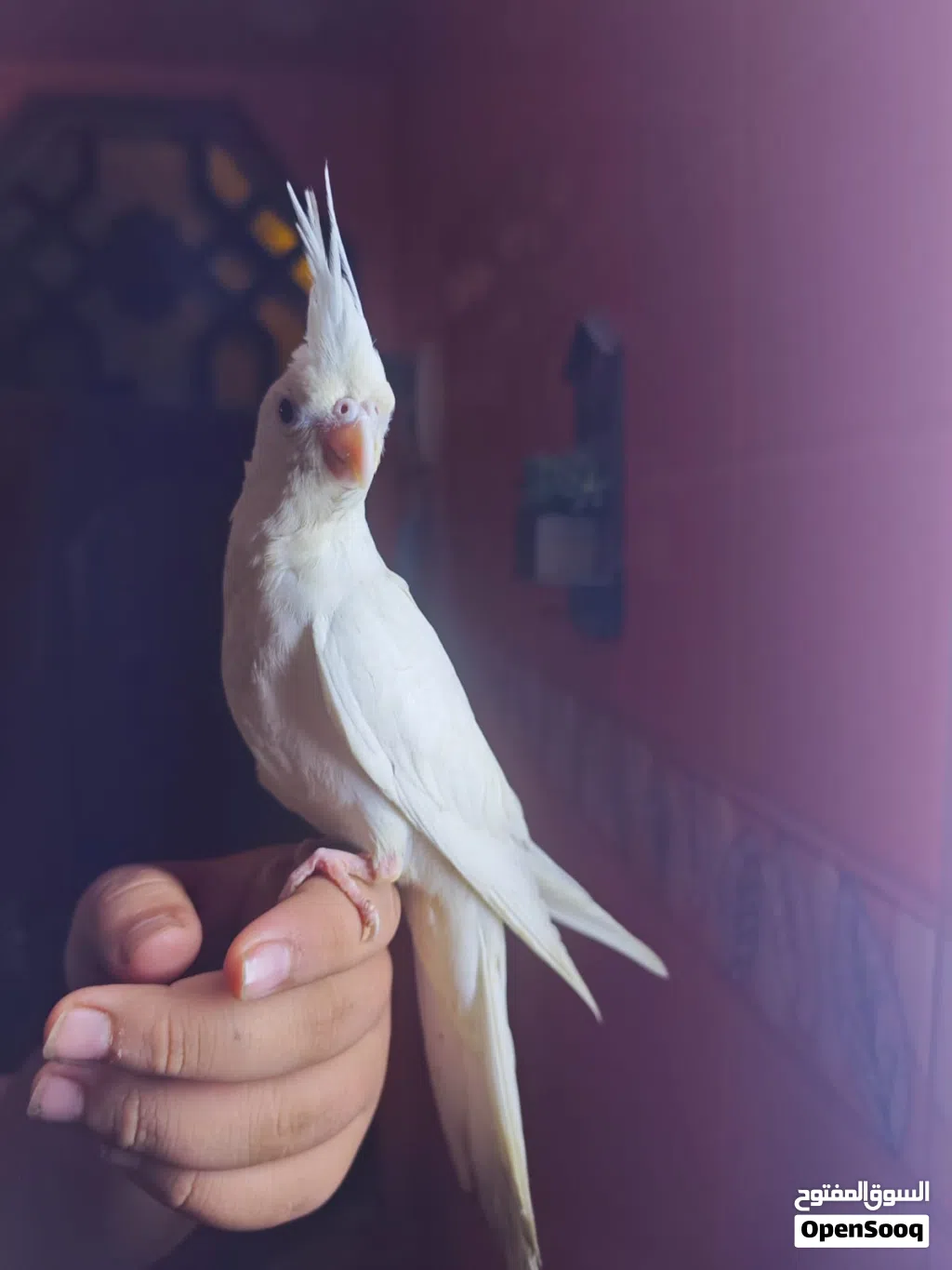 طيور كوكتيل للبيع في البصره