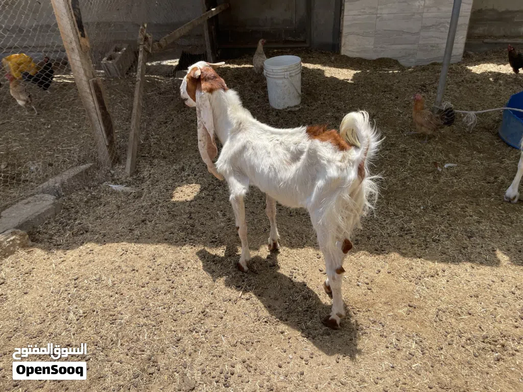 للبيع تيس باكستاني فحل