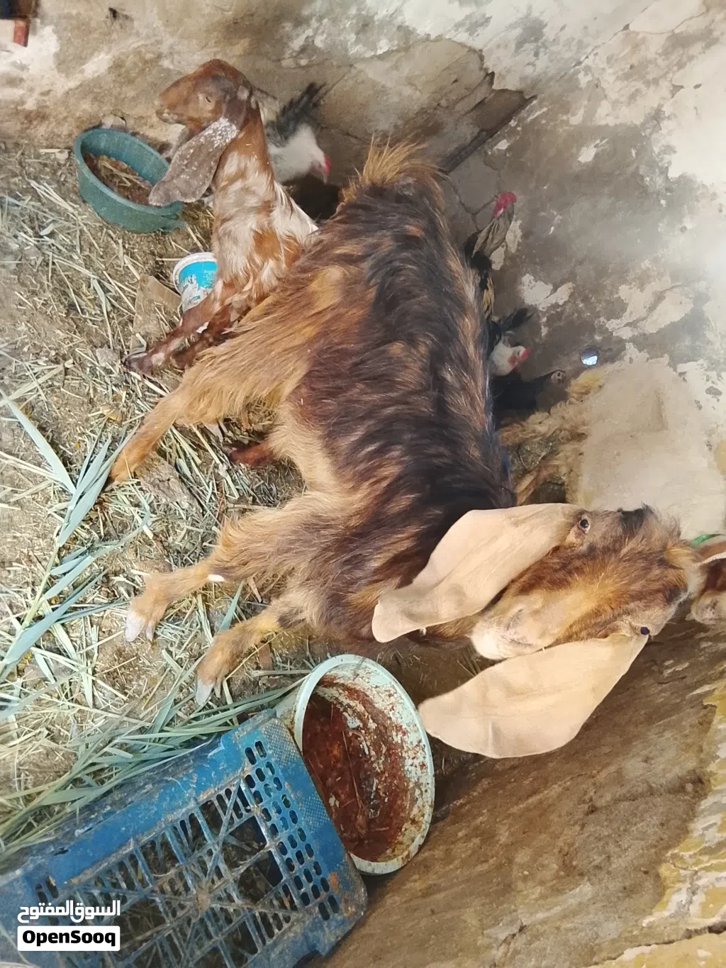 صخله ضروبة شامي يفره للبيع اقرء الوصف وخابر وأنه خادم لشراي