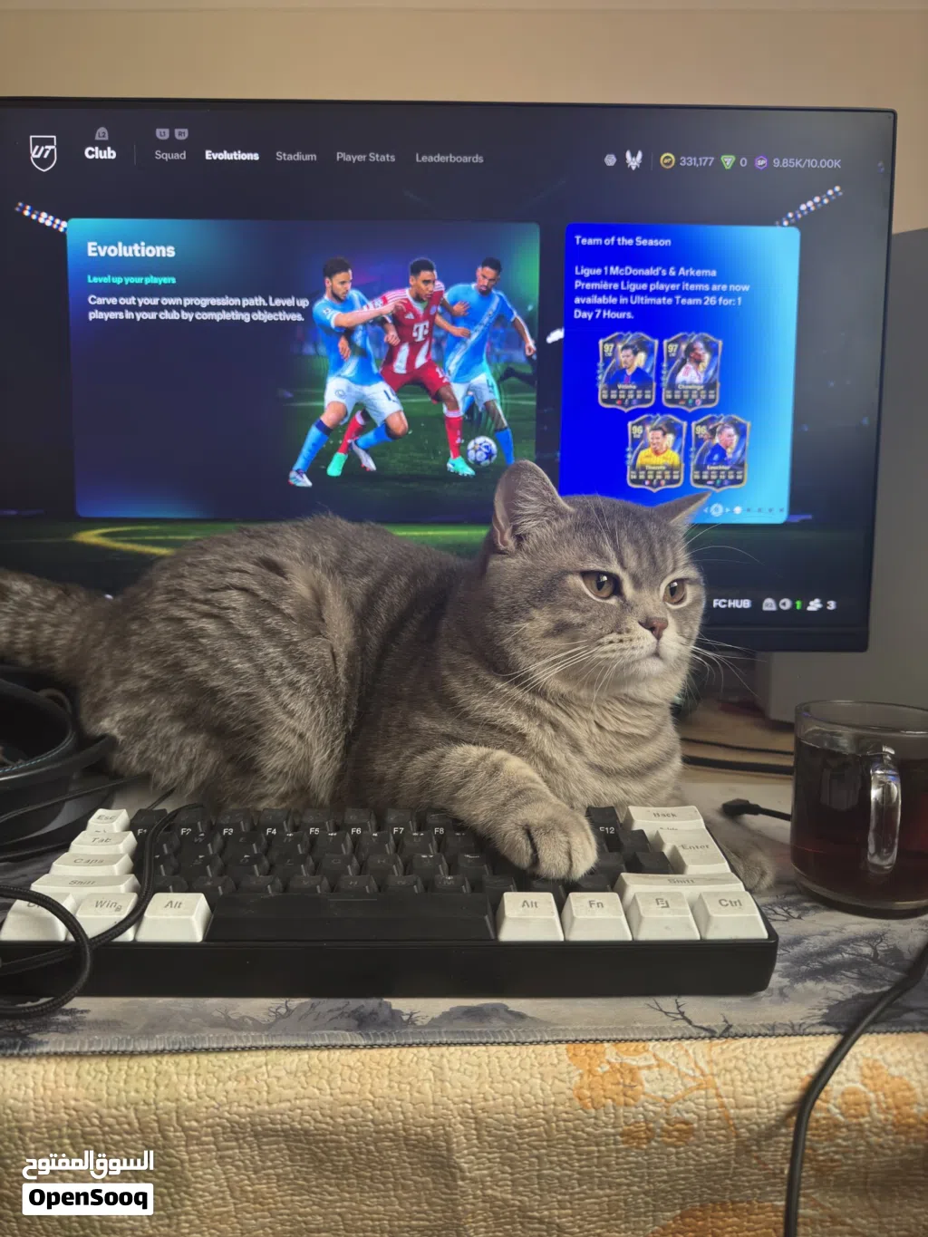 قطط للتبني لمدة شهرين لدواعي السفر- cats for adoption for 2 months because of traveling