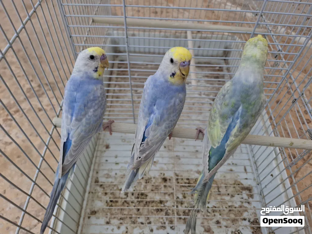 تلاتة دكورة رينبو درجة