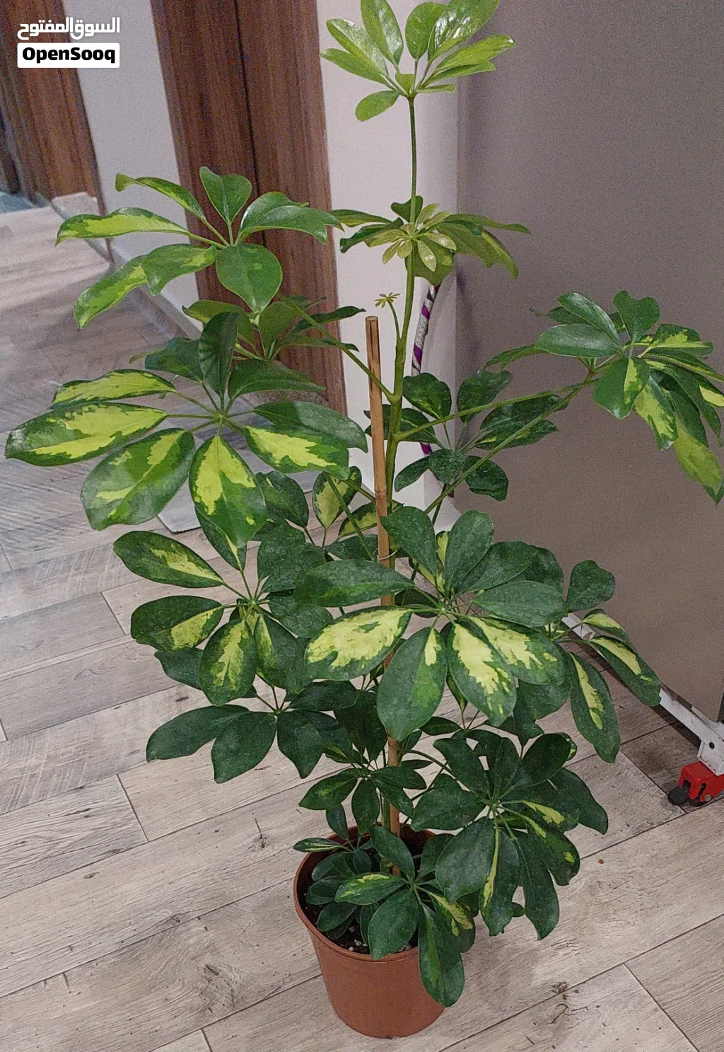 Indoor plant 4kd
