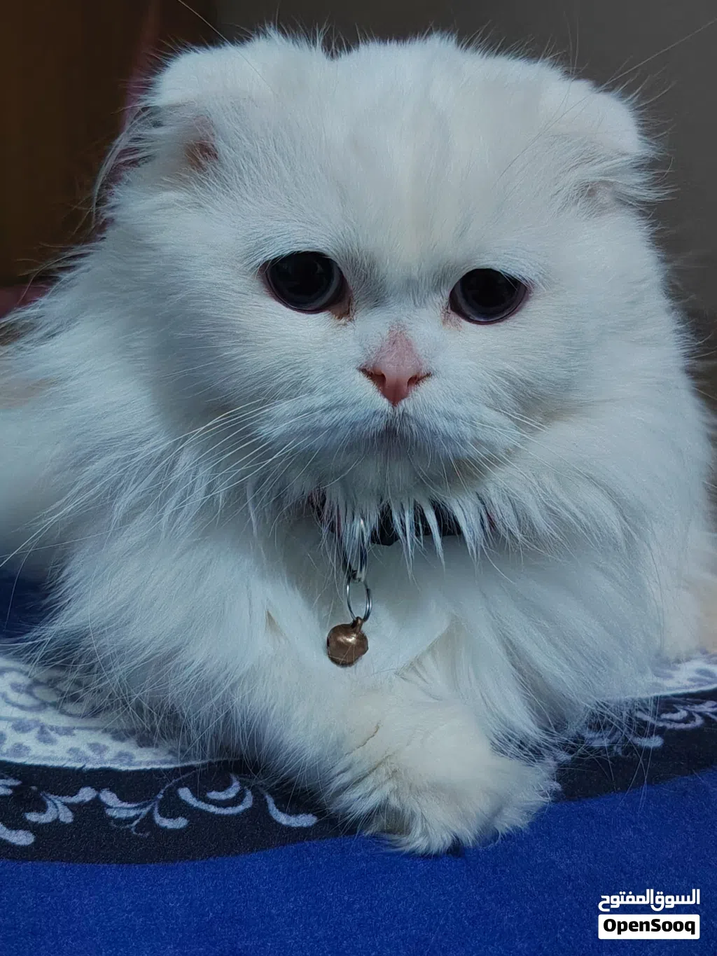 قطه سكوتش فولد