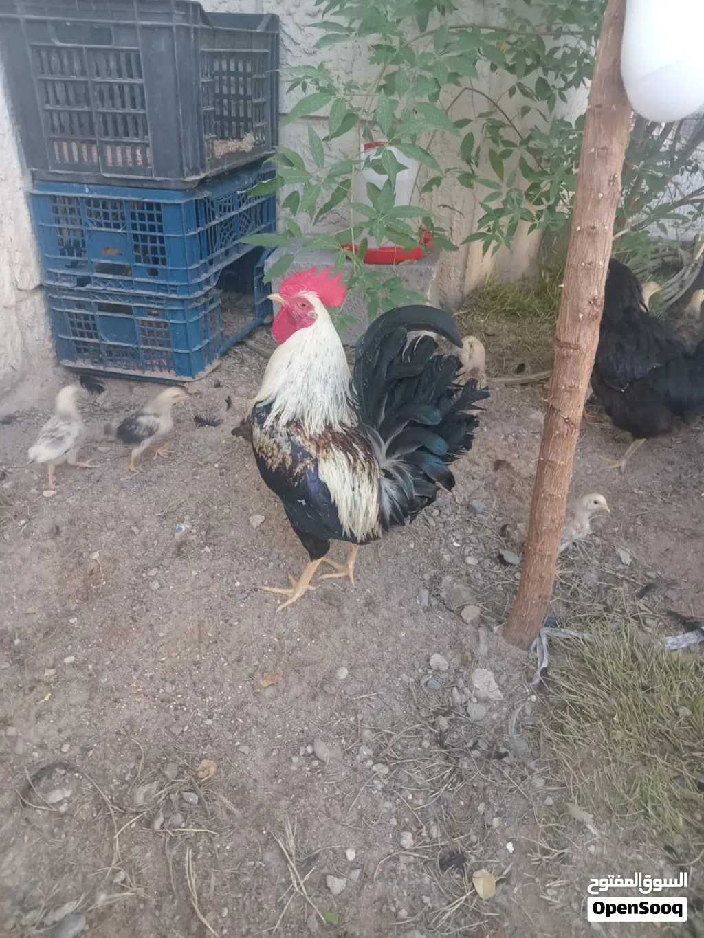 دجاج للبيع