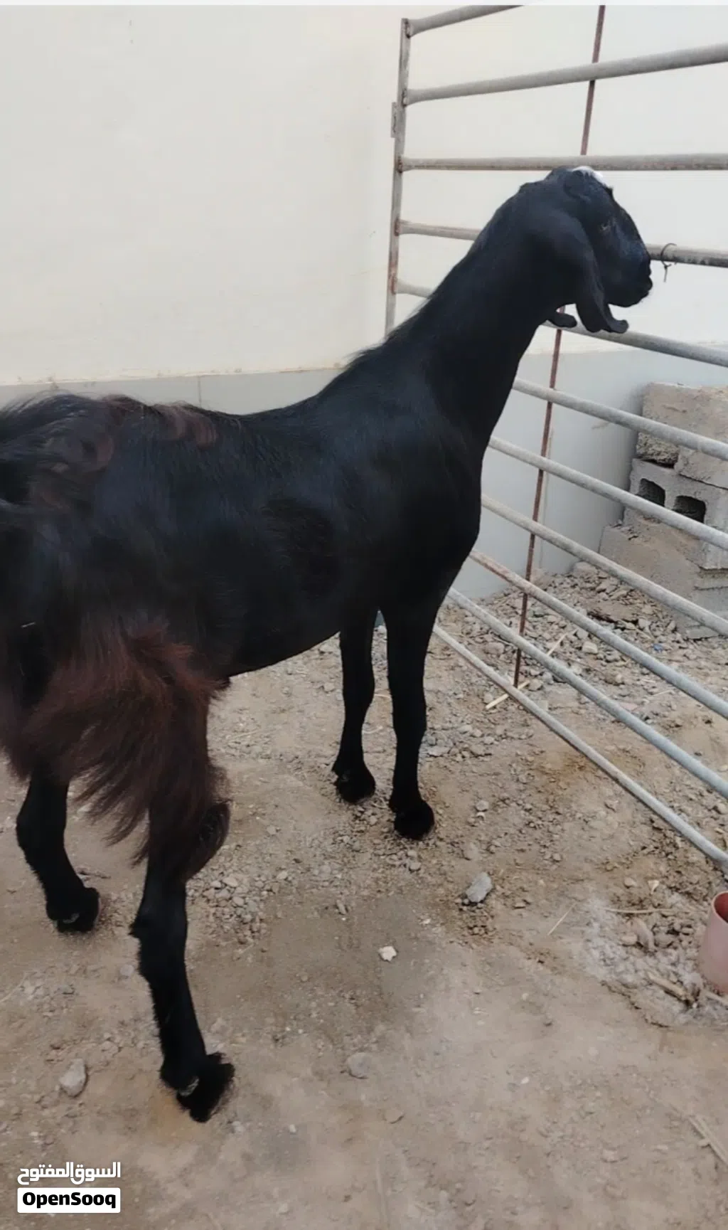 البيع تيس مخصي فل