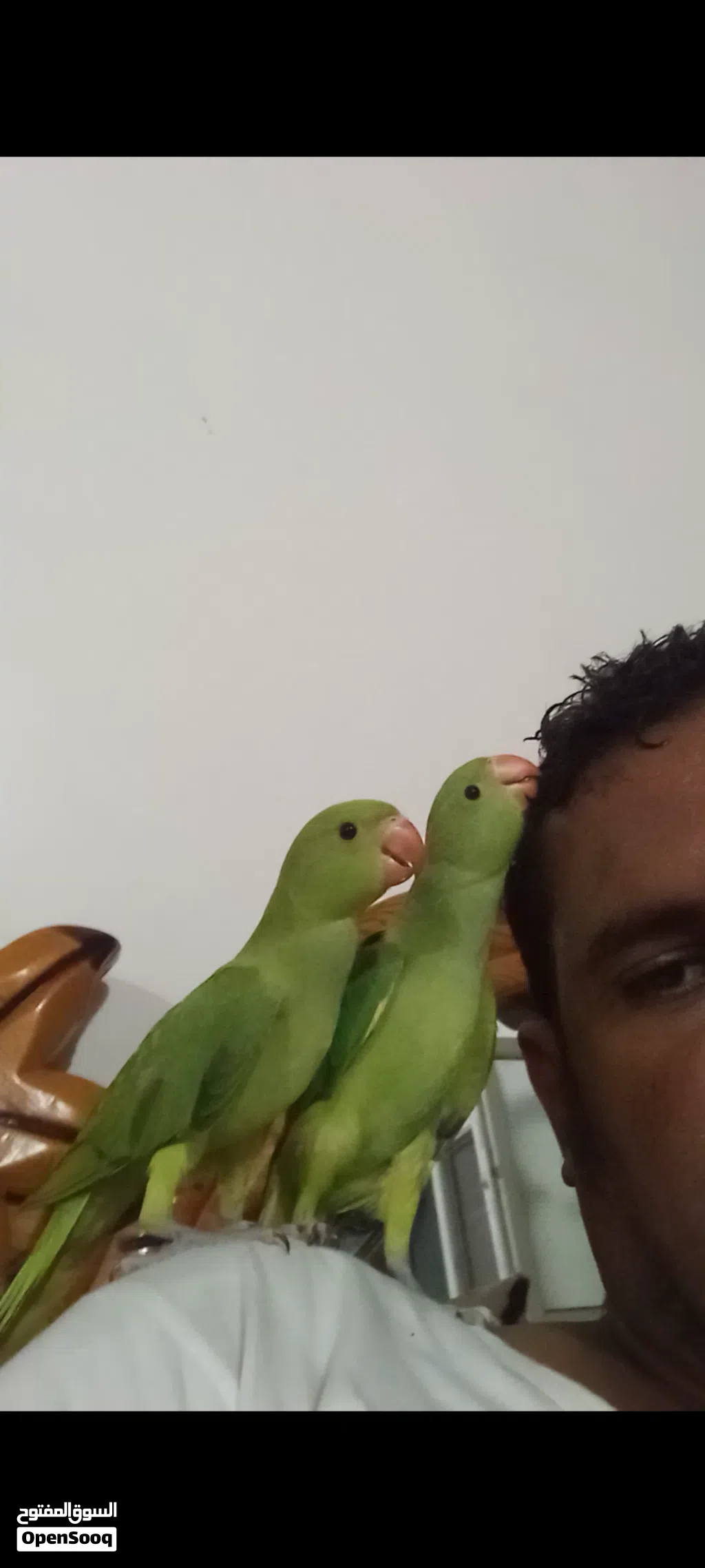 بغبغاء دره هندي اليف