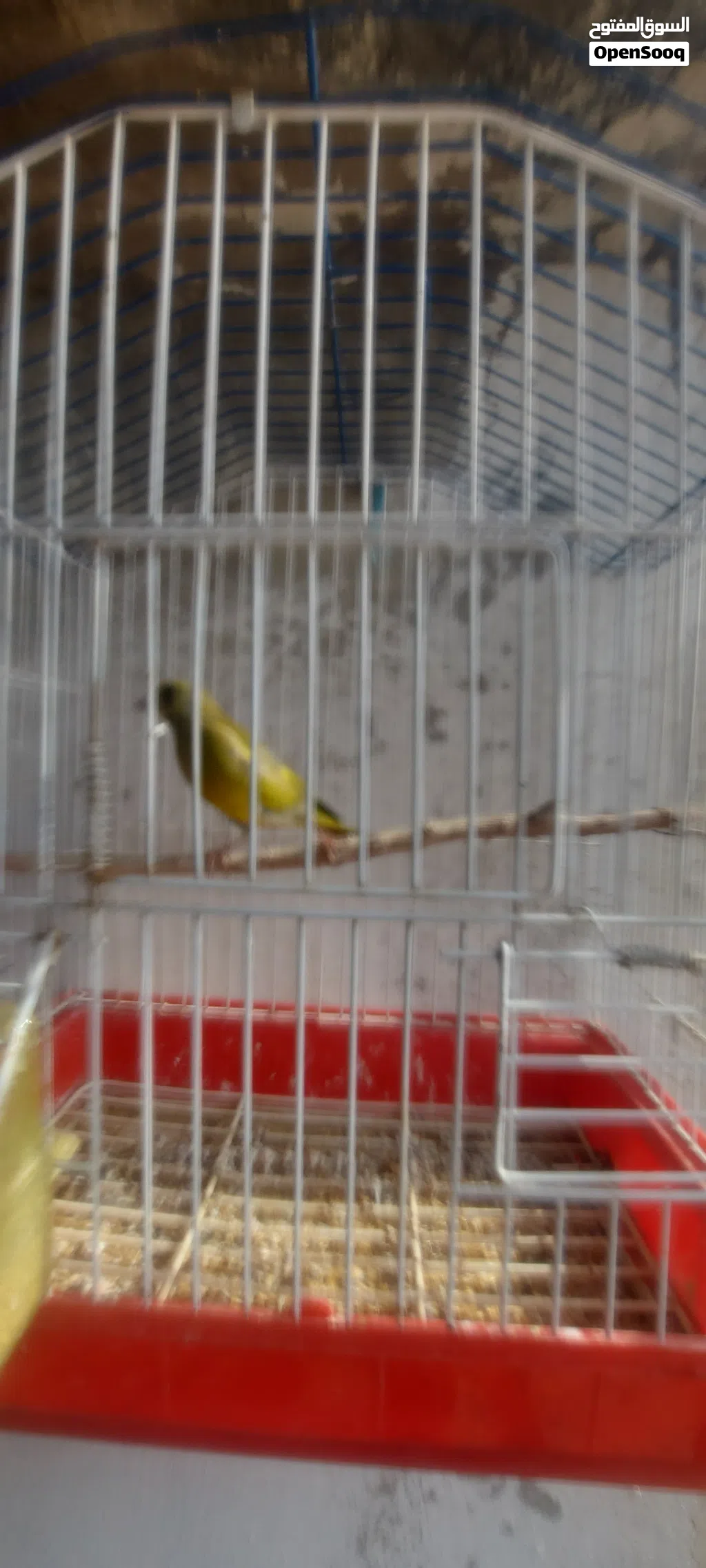 متوفر طيور تفحي وطيور خضري
