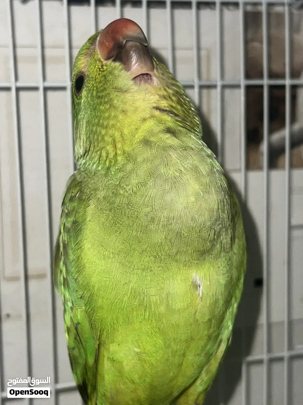 دره غير اليف يدرب