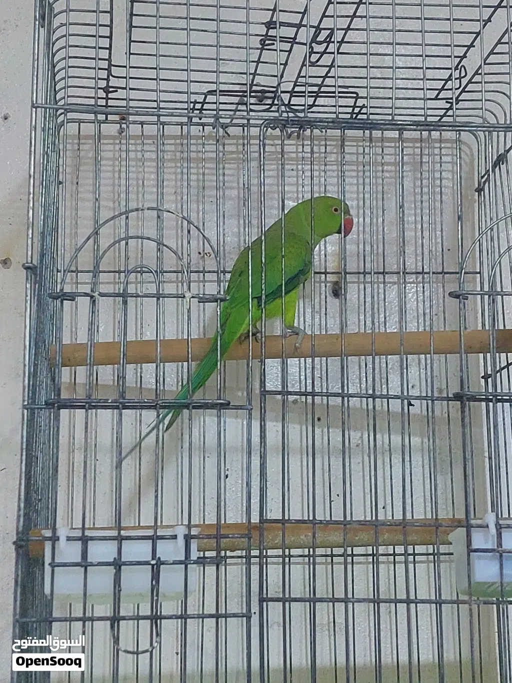 ببغاء دره هندي