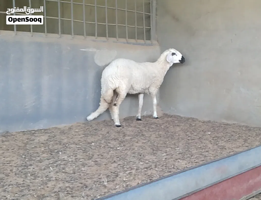 حولية طوقة عمرها سبعة أشهر للبيع