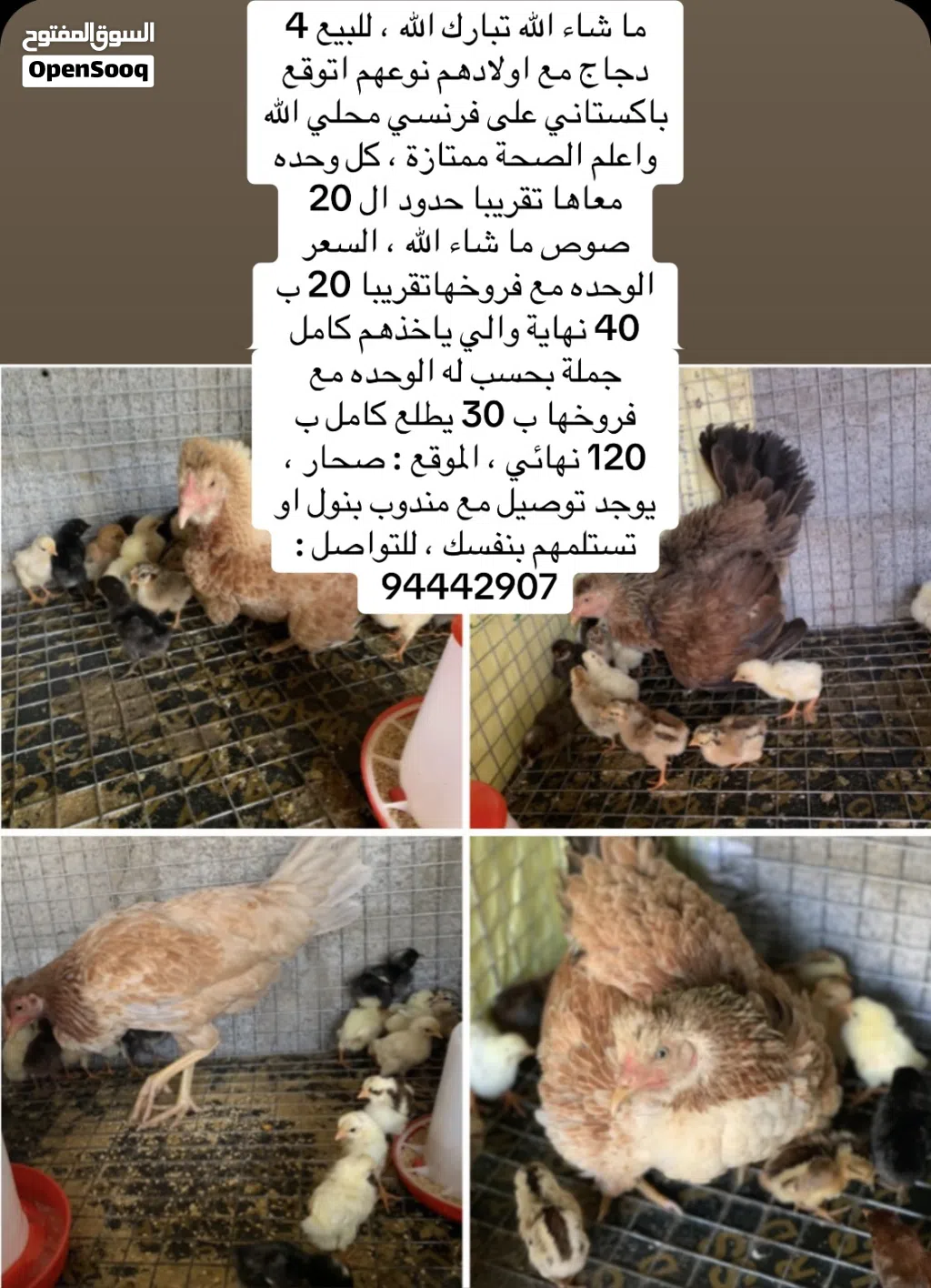 للبيع دجاج مع اولادهم تفقيس طبيعي ممتازات جميع تفاصيل بالصور