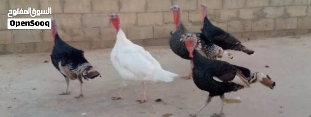 ذكور حبش منتجات