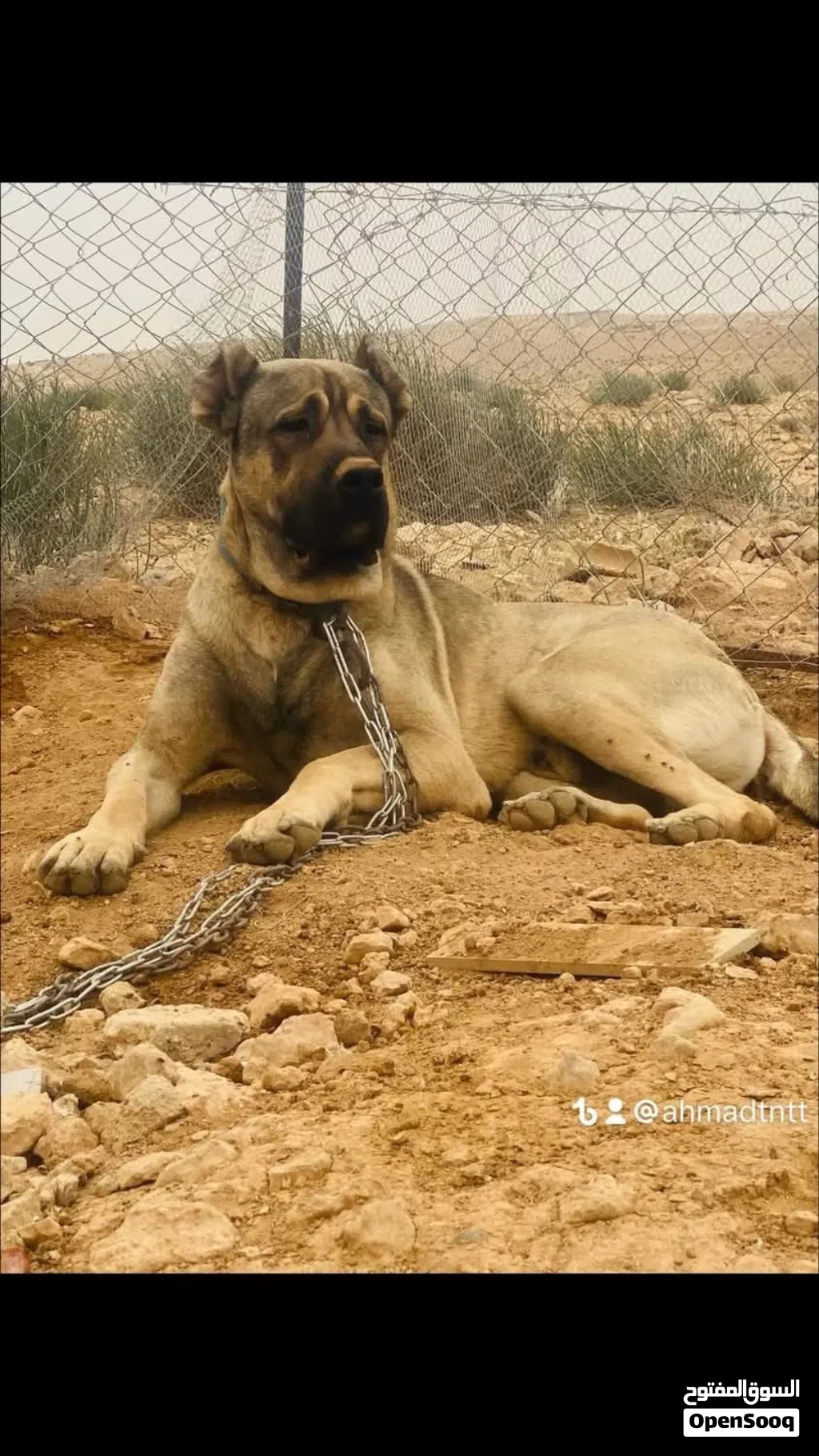 جوز كلاب كانجال بيور منتج لونهم بني فاتح حجم ضخم جدًا