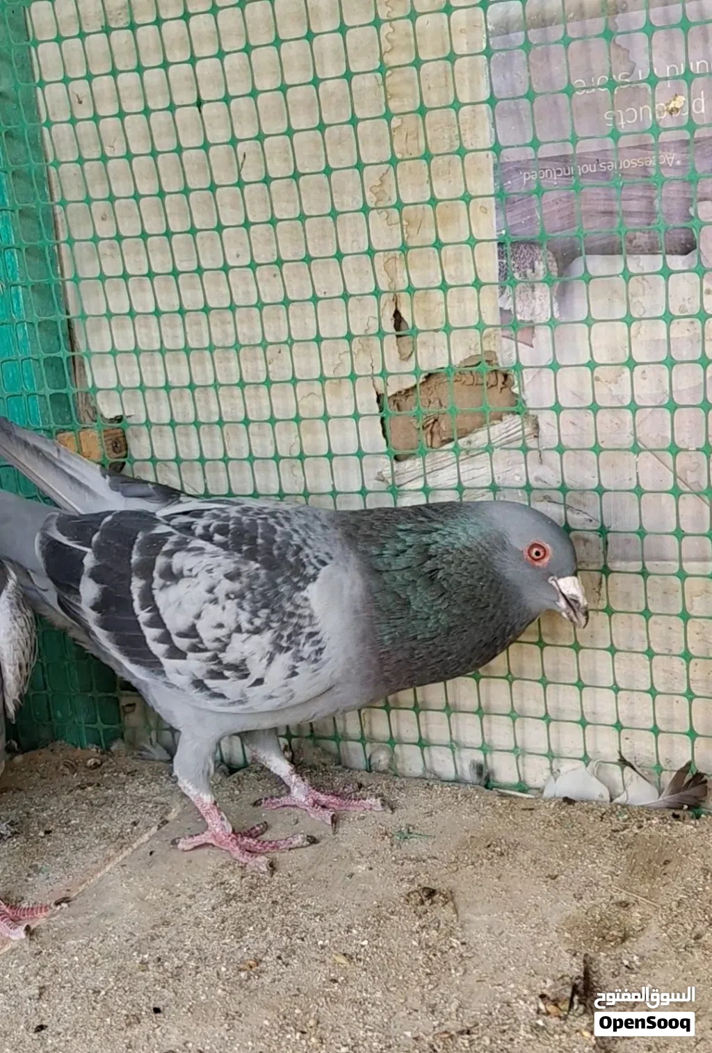 فحل زاجل جيني عمره سنة ونصف مع تك مخلف زاجل جيني