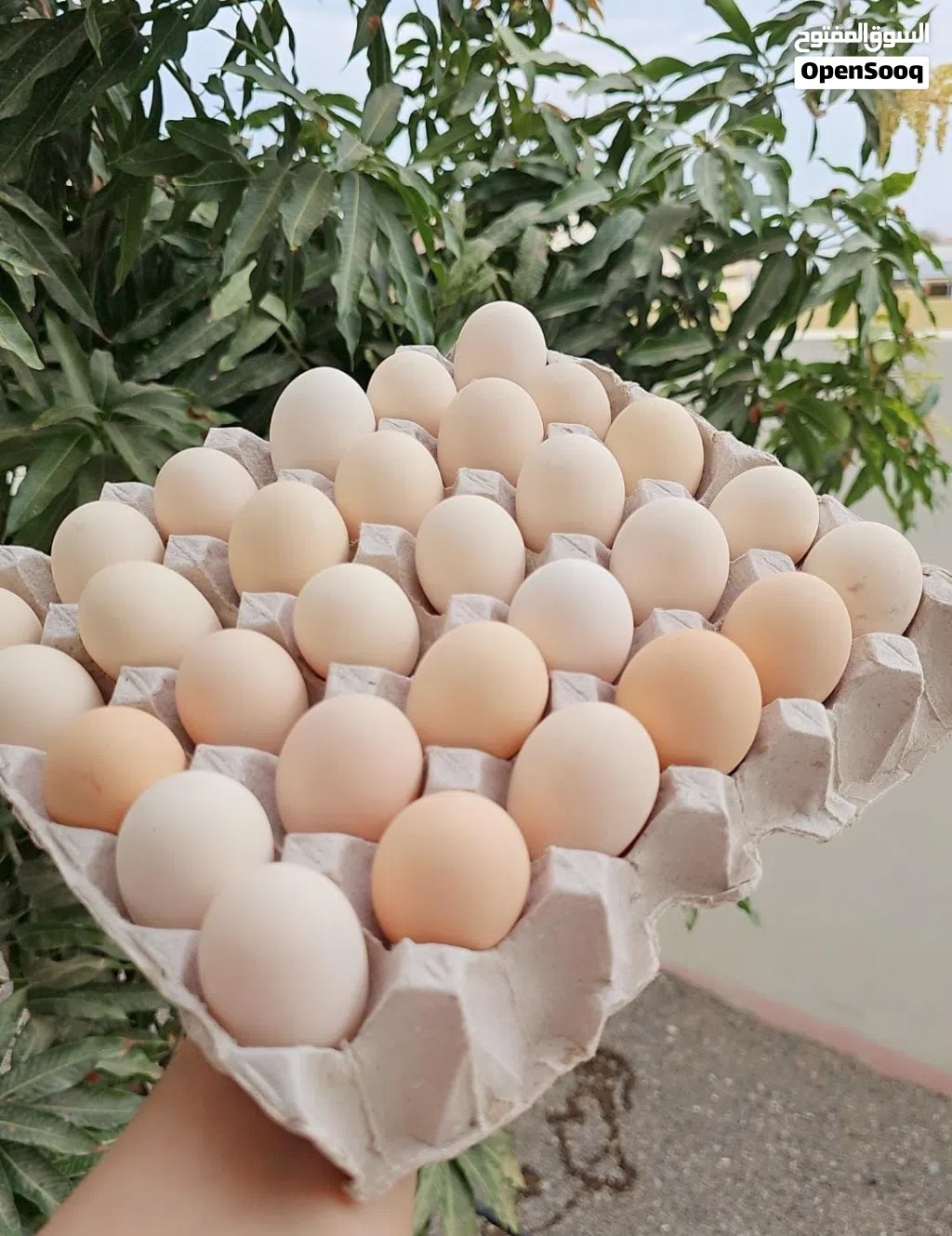 بيض كوشن أصل مخصب صورت الام والاب موجوده في الوتساب