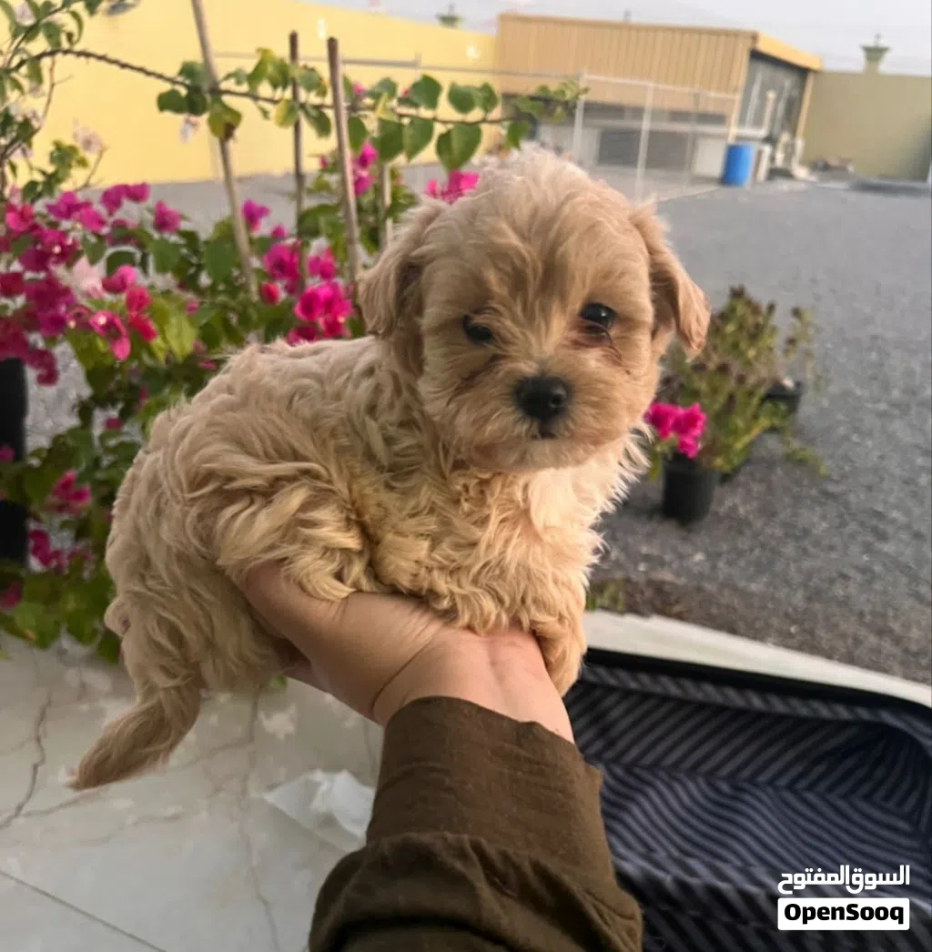 Maltipoo male puppy