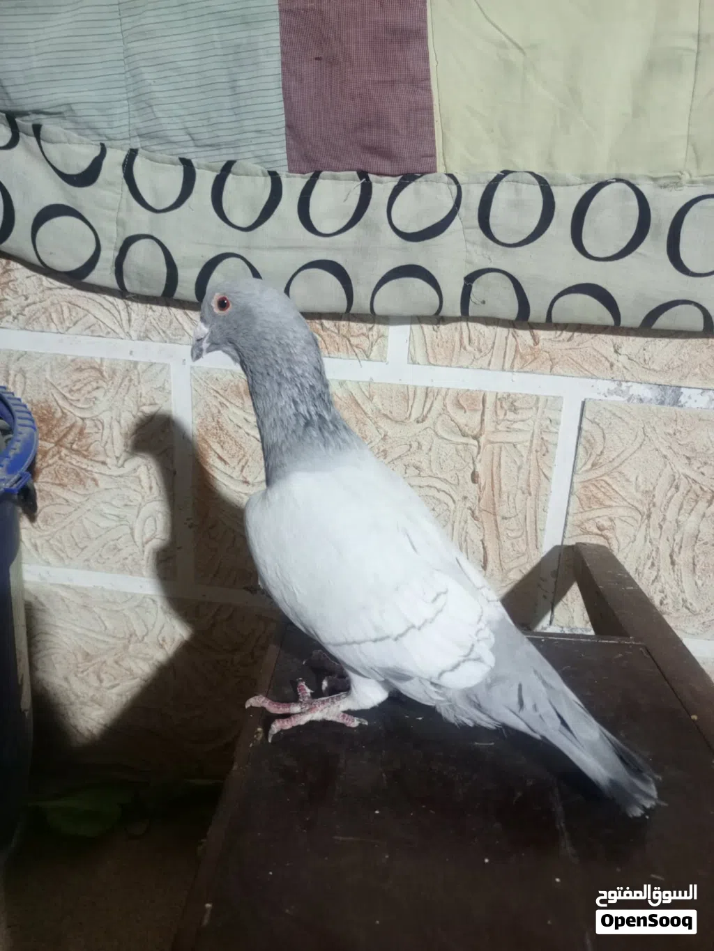 طير حمام للبيع