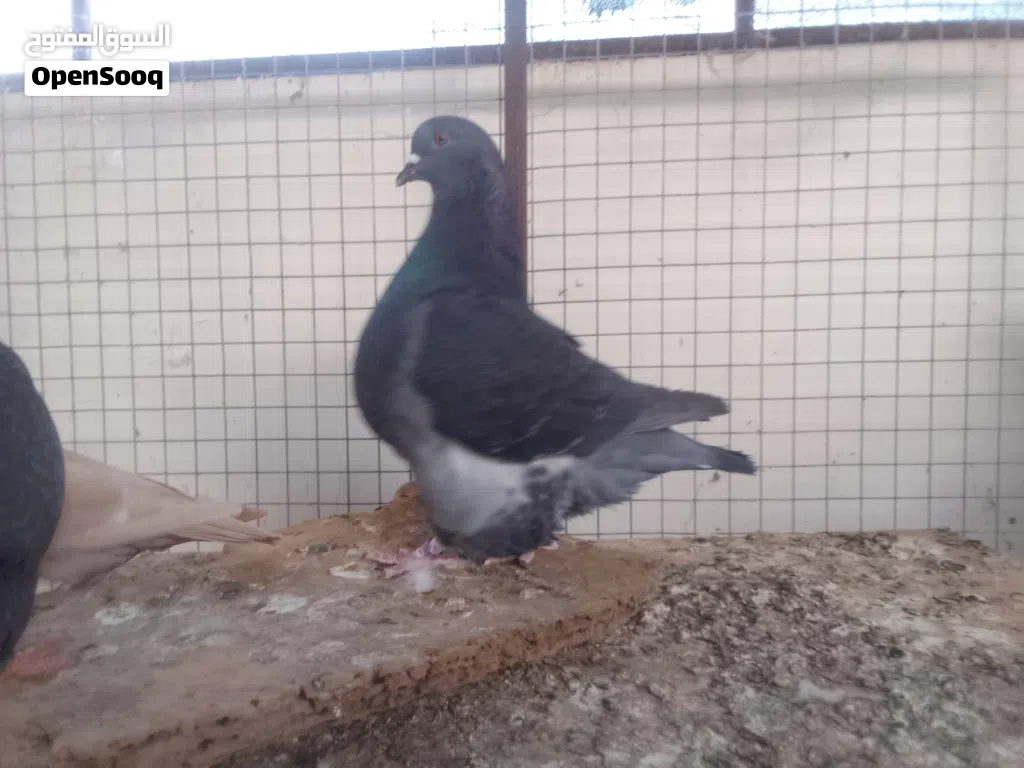 للبيع او البدل بانثى فرش