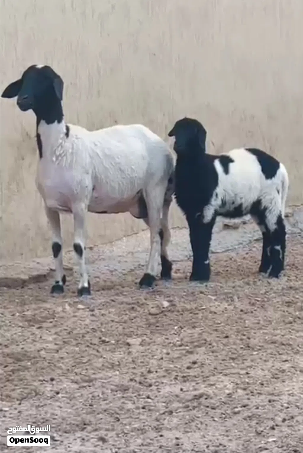 تنيه والده للبيع