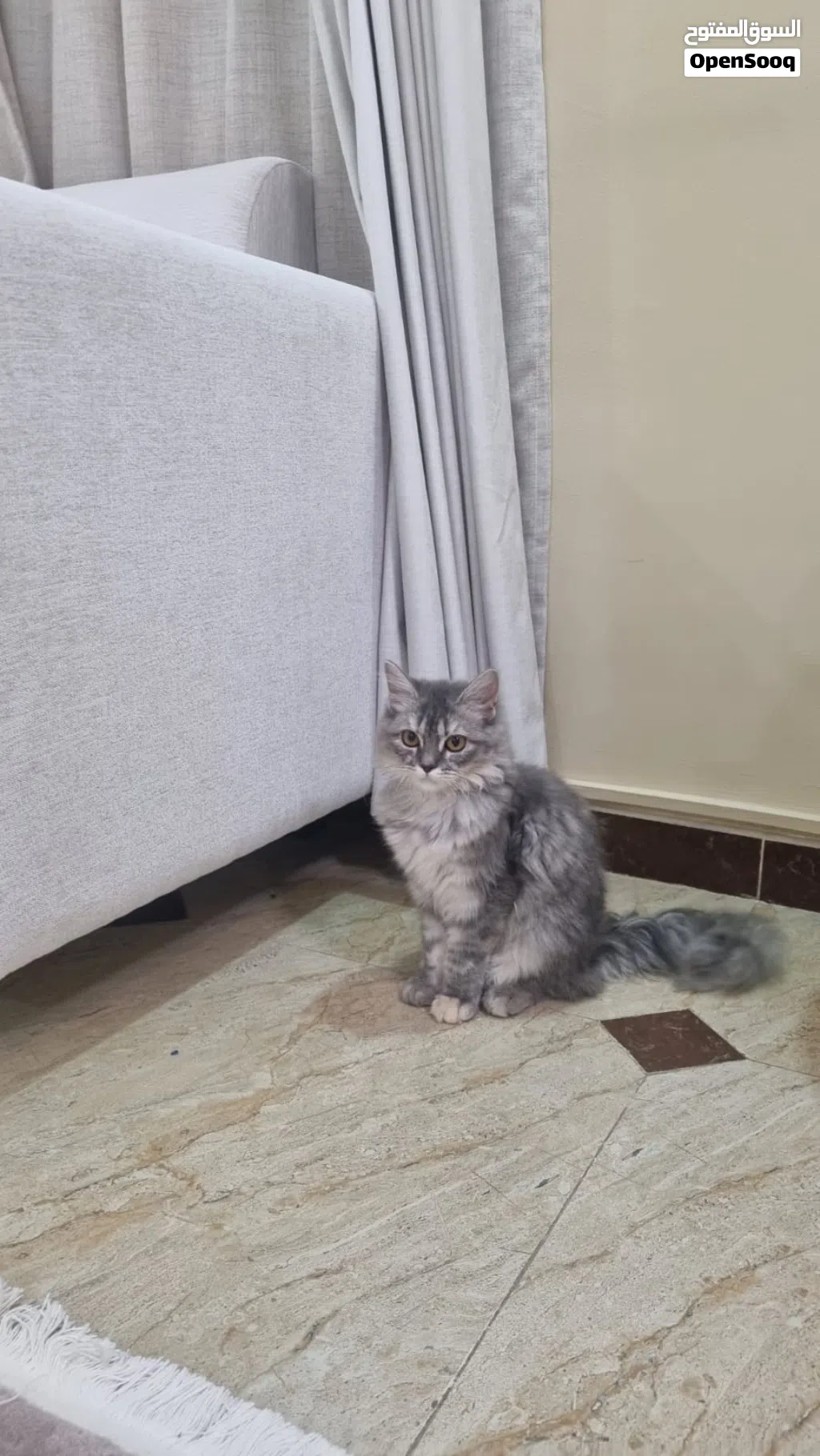 قطة شيرازية للبيع