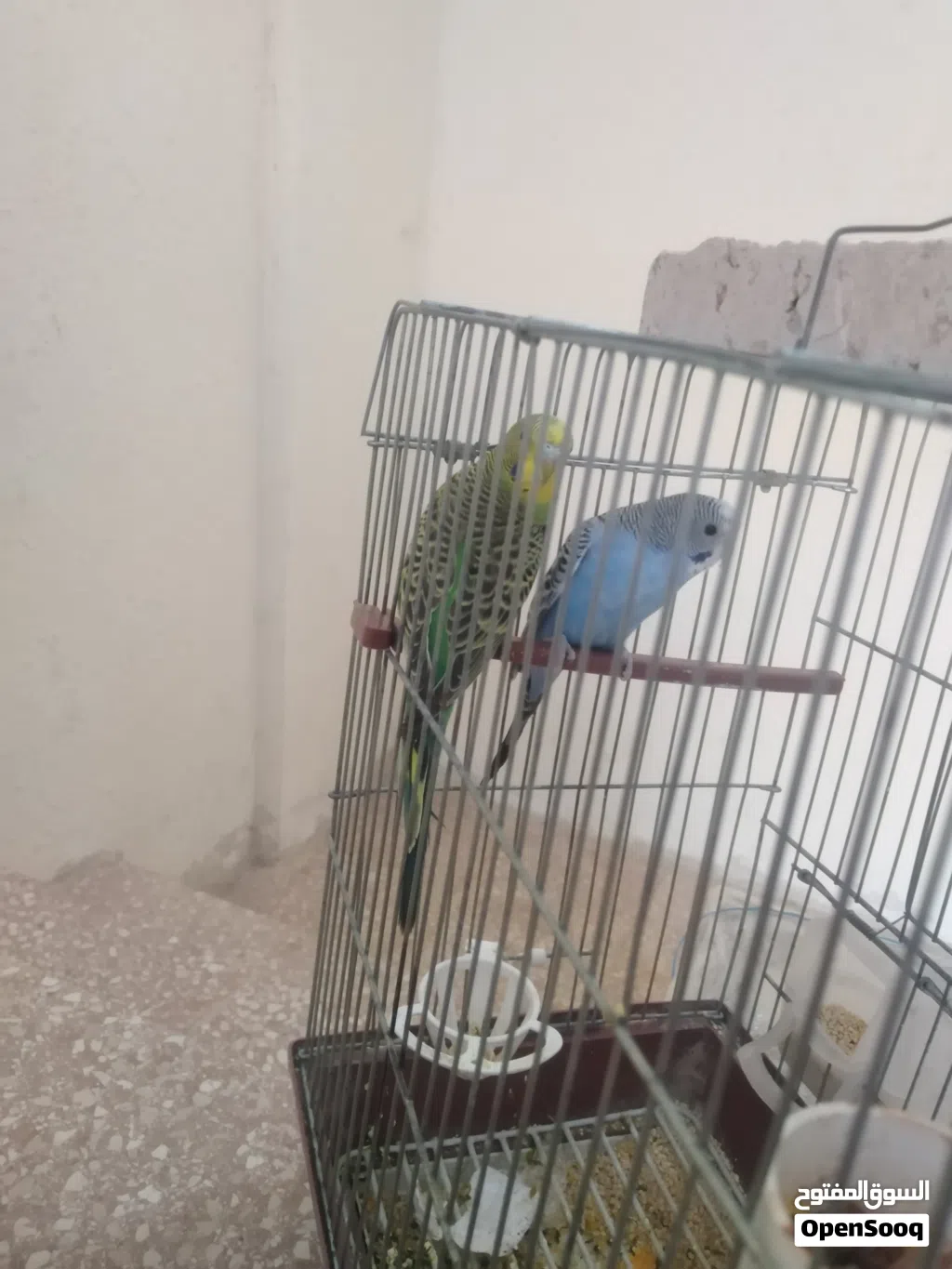 جوز عصافير الحب بألوان مختلفه