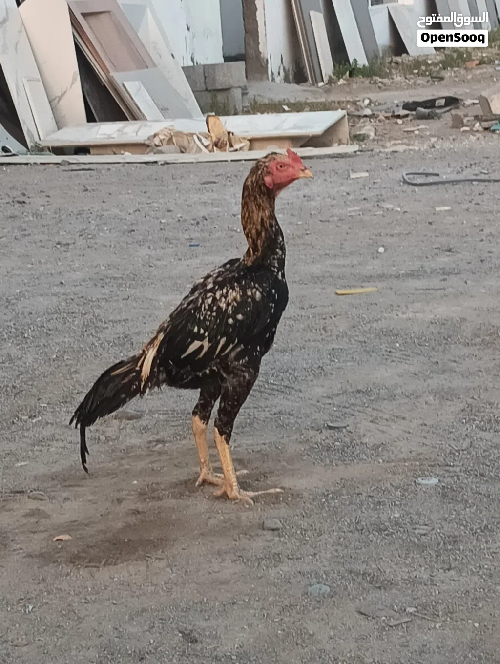 Pakistani bread jawa 100 person quality fighter chicken