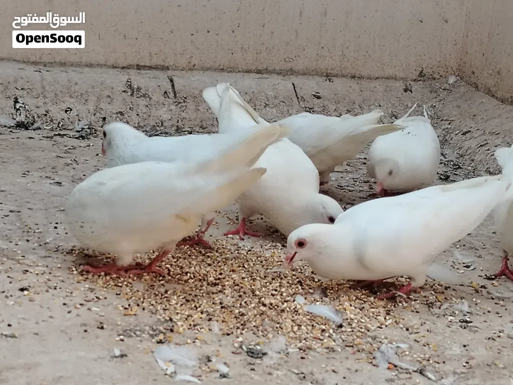 حمام لاحم فرنسي حجم كبير