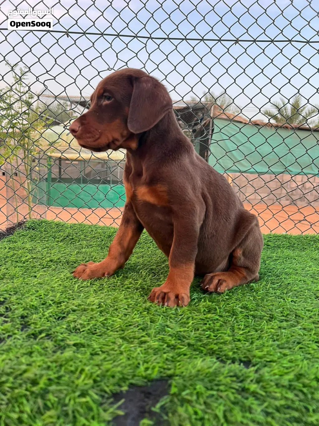 European Doberman puppies جراوي دوبرمان اوروبي