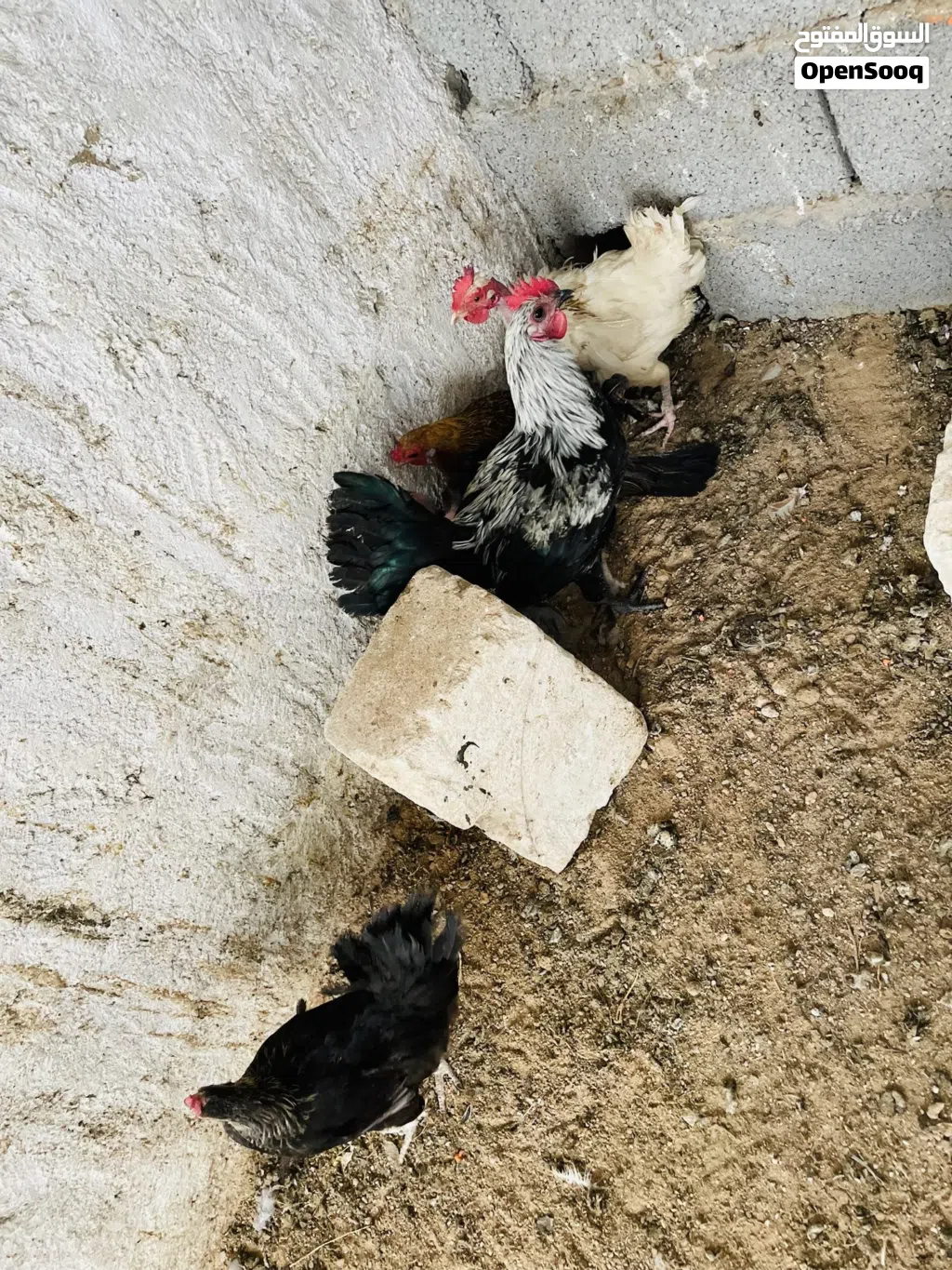 دجاج عربيً وفروج