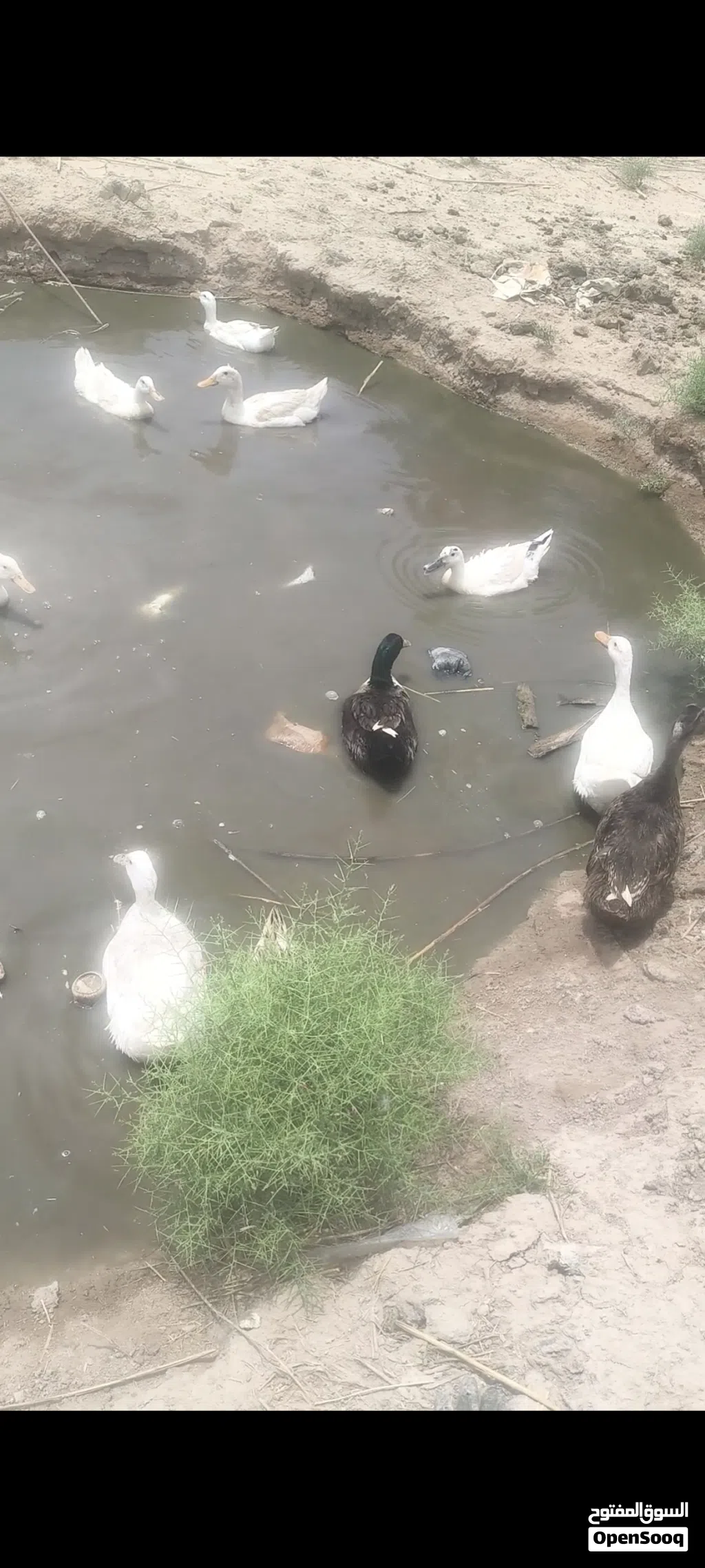 بش عراقي بكيني وخضيري عادي شرط الصحه والنضافه وشرط بياضات