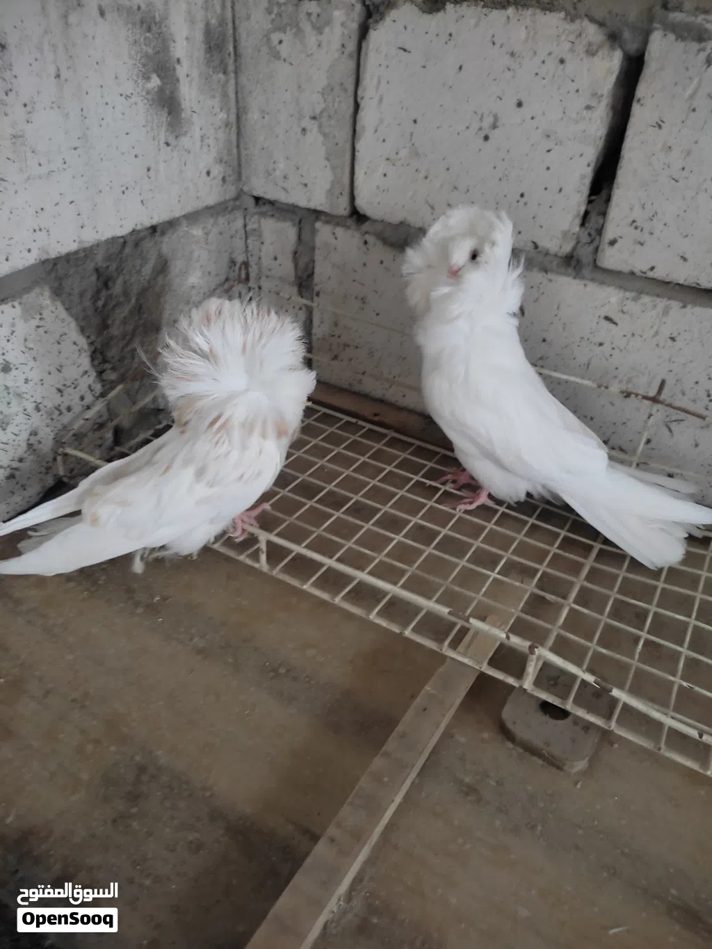 زوج فوطه مخاليف