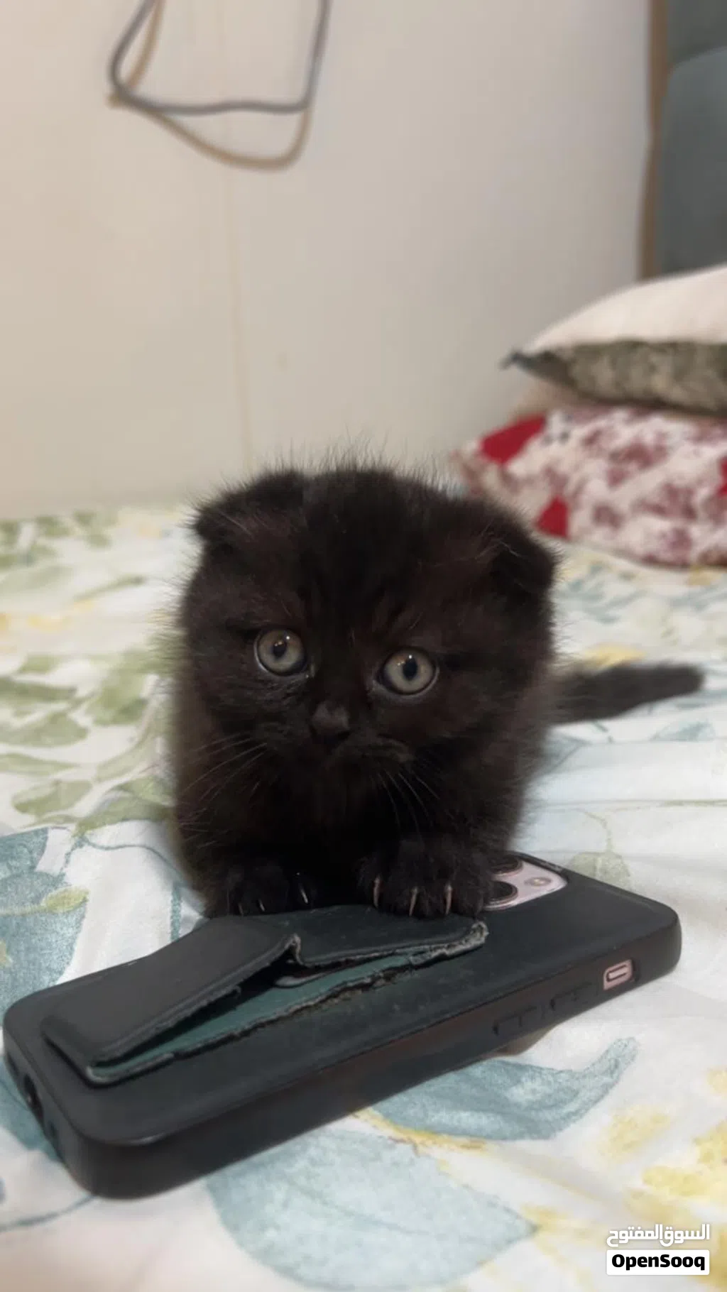 Sweet & Playful black cinnamon Scottish-British short hair Kitten Looking for a for a forever home