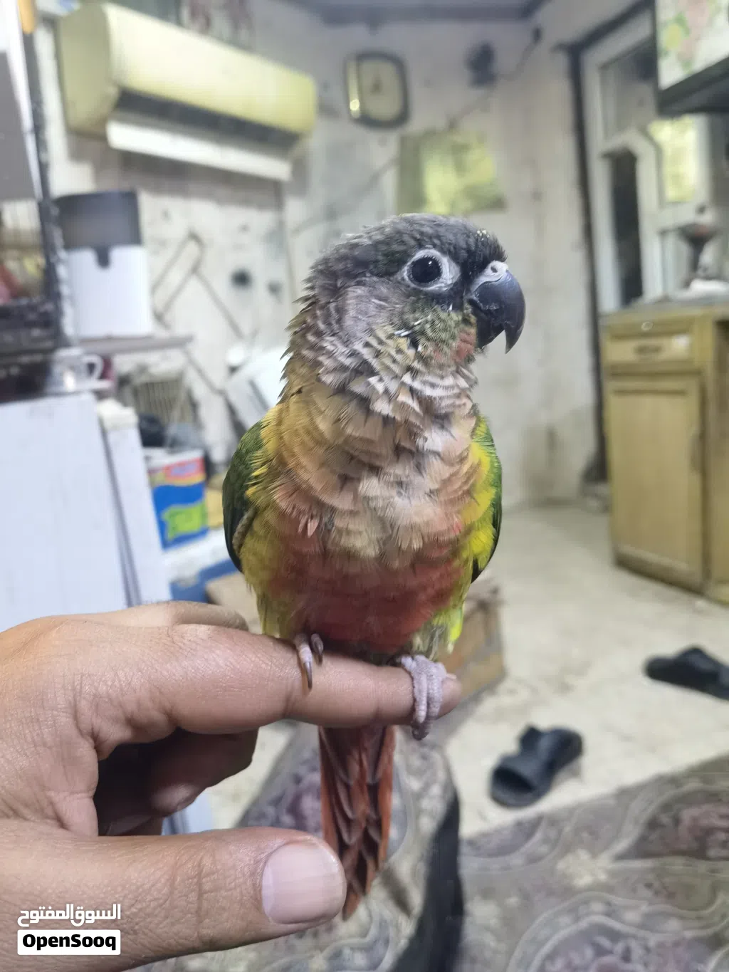 للبيع كنيور اليف