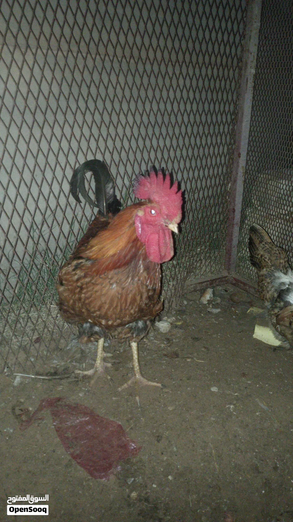 دجاجة وفروج