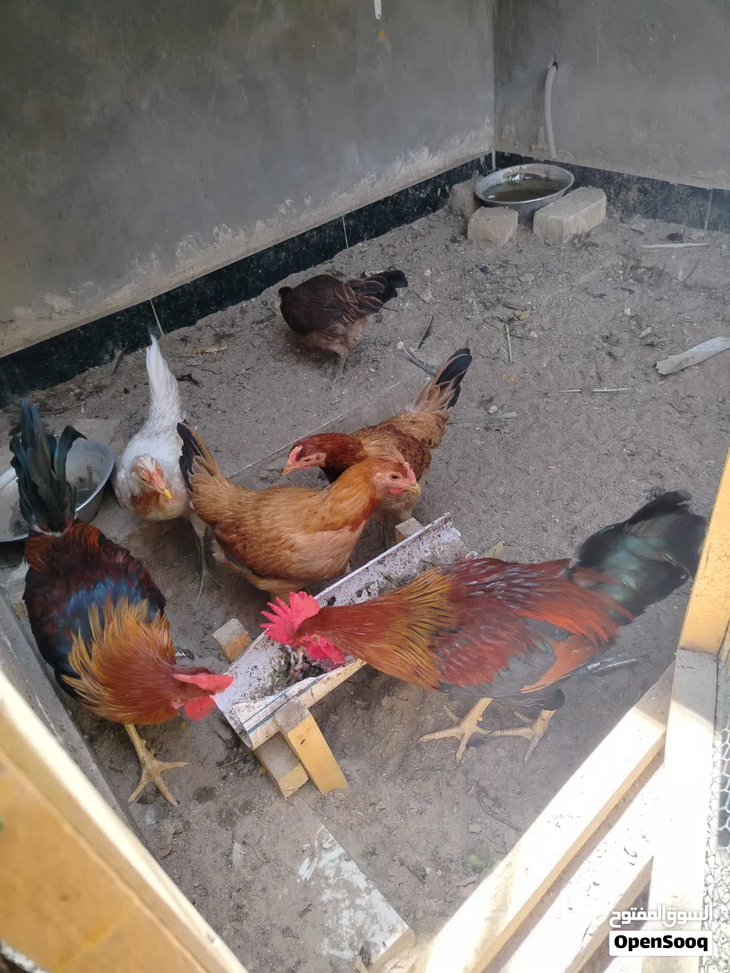 ديج عرب عدد 2 سعرهما 25 الف وسعر الواحد ب 15 الف دينار علماً انه ملقحات وبصحة جيدة جداً